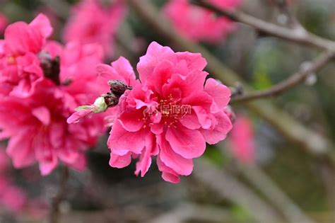 增加桃花运的方法|增加桃花运的方法